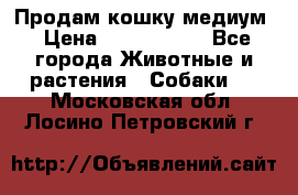 Продам кошку медиум › Цена ­ 6 000 000 - Все города Животные и растения » Собаки   . Московская обл.,Лосино-Петровский г.